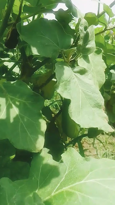 #peter dfjaxdbyka 🍋🍒🍒🍑🍎🍉🍉🍉😋😙👍🤪🥲😂😅