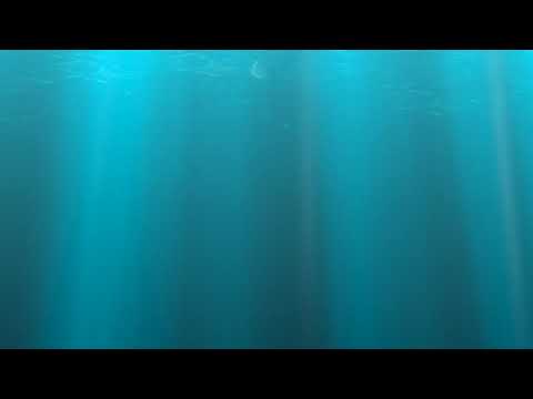 Luteja Golden Dragon