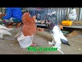 King vs pouter pigeons  super performance for king pigeon  kabootar ki