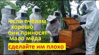 #пчёлы. Если пчелиной семье всего хватает - она мёду не собирает. Только несчастные семьи дают мёд