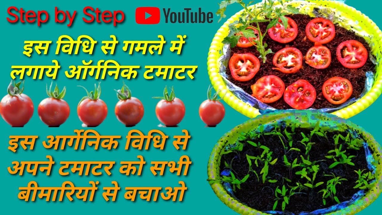 How to grow tomatoes at home in Hindi Gamle me tamatar kase lagaye