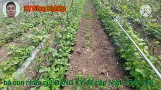 How to effectively and affordably spray green beans without harming human health