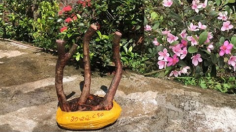 Hoa sim rừng dáng tam đa phúc Lộc thọ