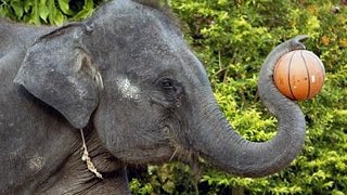 Цирк слонов в Тайланде. Слоны в цирке играют в баскетбол. Elephants in the circus playing basketball Цирк слонов в Тайланде. Слоны в цирке играют в баскетбол. Elephants in the circus playing basketball