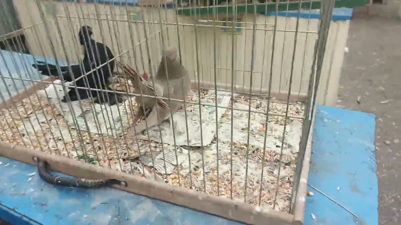 11.10.25 МОСКВА. ЯРМАРКА ГОЛУБЕЙ