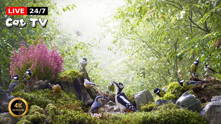 Video 11148761: forest cat living, cat pets love, petted enjoying