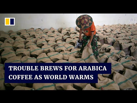 ویتنام با کشت قهوه تلخ روبوستا جای قهوه عربیکای محبوب را در دنیای رو به گرم شدن زمین خواهد گرفت