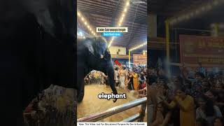 Elephant Pushes Cop, Chaos Erupts
