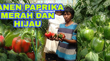 PANEN PAPRIKA MERAH DAN HIJAU LANGSUNG DARI GREENHOUSE PAPRIKA