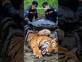 Siberian Tiger Struggles With Giant Crab On Back Until Rescuers Step In Animalrescue Wildlife Siberian Tiger Struggles With Giant Crab On Back Until Rescuers Step In Animalrescue Wildlife