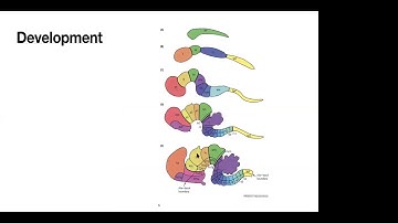 Lecture 2. Biological Perspective (Computational Neuroscience Course)