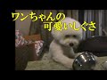 可愛いしぐさのワンチャン　ビションフリーゼ（その２）