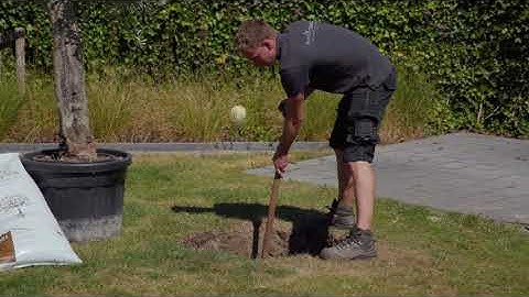 Planting instruction Mediterranean trees - OlivetreeSpecialist