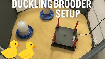 New Ducklings! 🦆Duckling Brooder Setup | For Healthy, Happy Ducklings