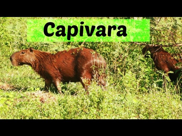 ME DEIXA DORMIR!!!!!!!!  Capivara, Capivaras, Comportamento dos