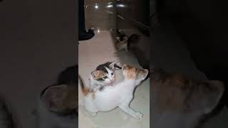 #kittenplaying #kittenlove #kitten #viralcatvideo #jaishreeram #kittenfeeding #cat