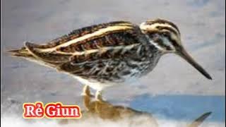 Tiếng Chim Rẻ Giun 2021 Miễn Phí Gọi Chuẩn