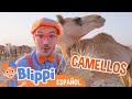 Blippi visita camellos en el desierto 🐪 Blippi Español | Videos educativos para niños | Aprende
