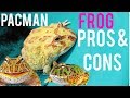 Things To Know Before Getting a Pacman Frog