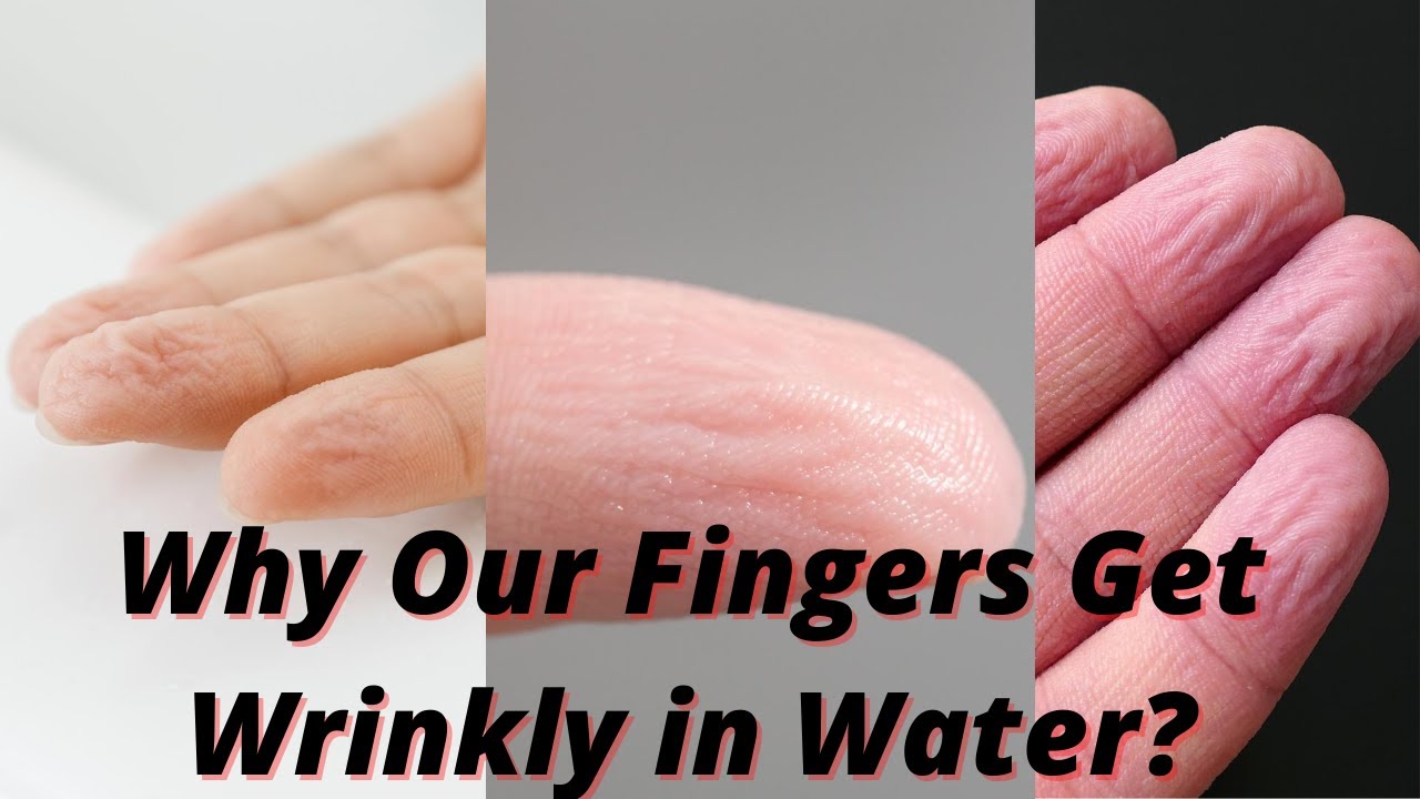 Why Our Fingers Get Wrinkly In Water [intresting Answer Of Why Our