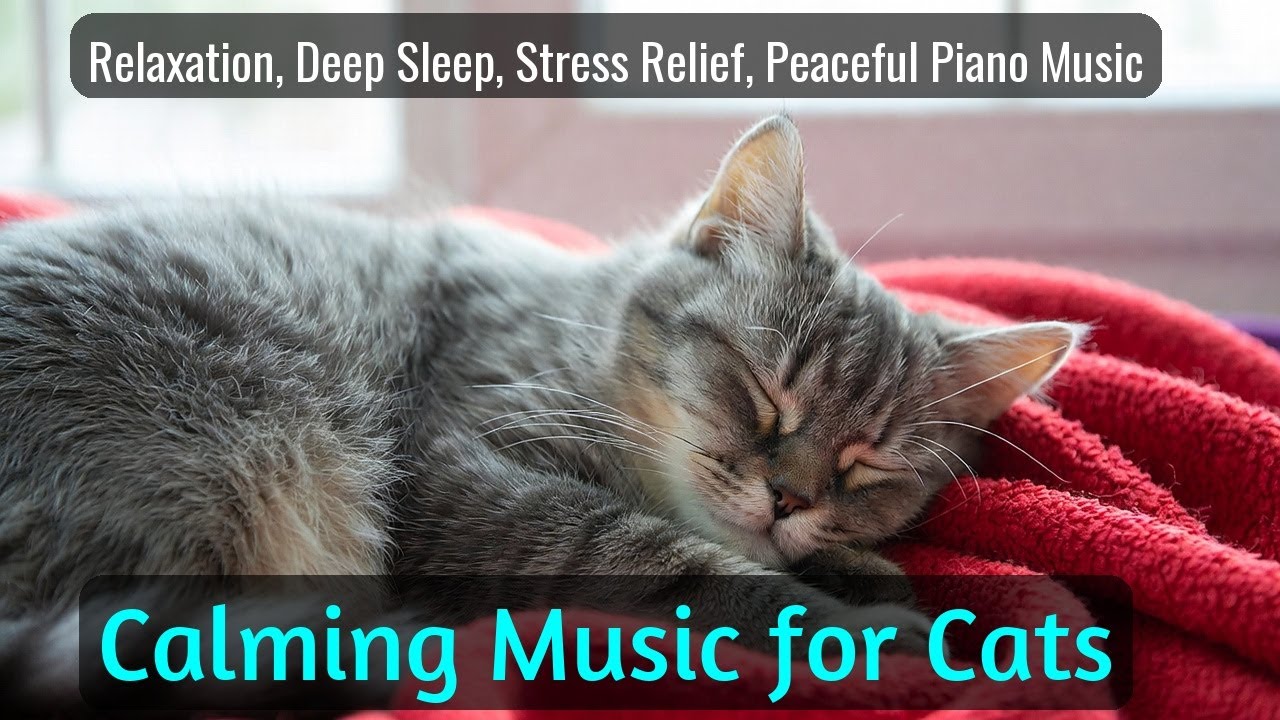 Calming Music for Cats - Relaxation, Deep Sleep, Stress Relief, Peaceful Piano Music | Season 52