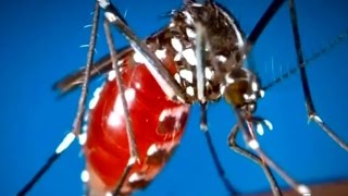 Marin County Tax Cuts Hit Mosquito Abatement Program As Zika Threat Grows