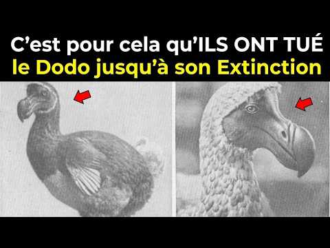 La Triste Histoire Du Dodo