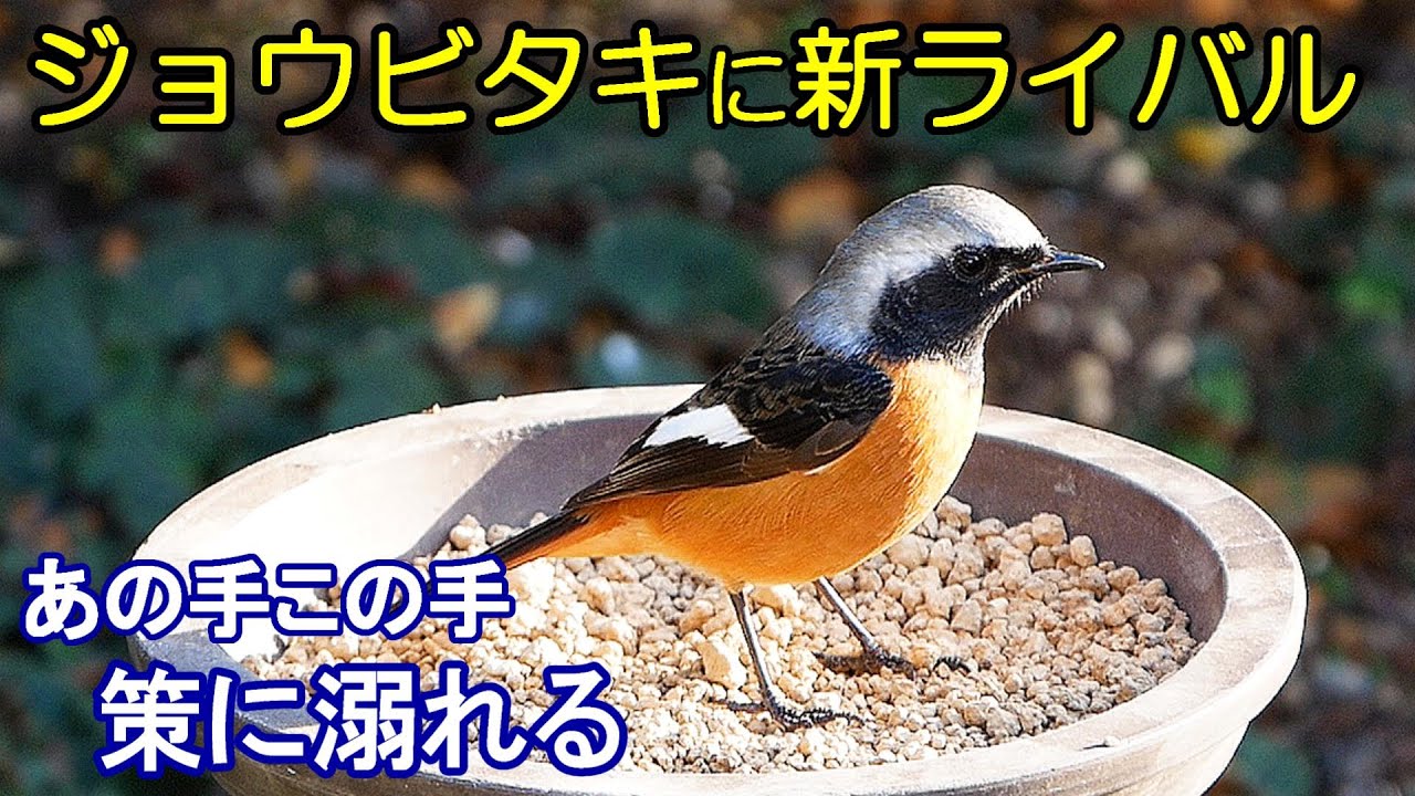 竹ひごで作ったシジュユカラの餌台 300X300X300mm 【公式通販】
