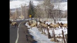 Nice elk herd crossing the road.  How many can you count??