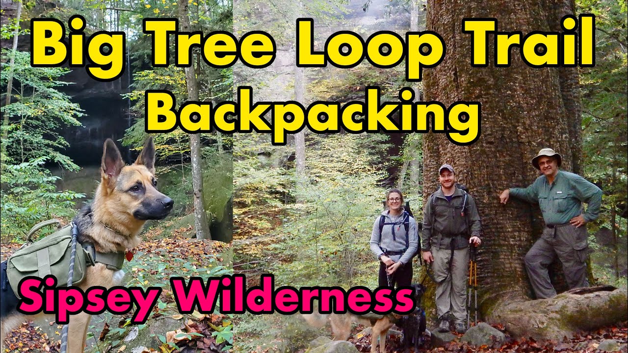 Backpacking the Big Tree Loop Trail, Sipsey Wilderness, Alabama YouTube