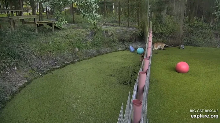 Watch the video about You say goodbye, I say hello. Jasmine and Dutchess tiger at Big Cat Rescue.