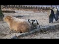 AWS カピバラを突っつくペンギンあわてて逃げる-African Penguin-