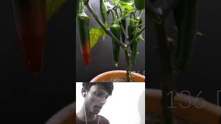 Growing PE**S PEPPER Time Lapse - 158 Days ||  reaction video #viral #video #shots