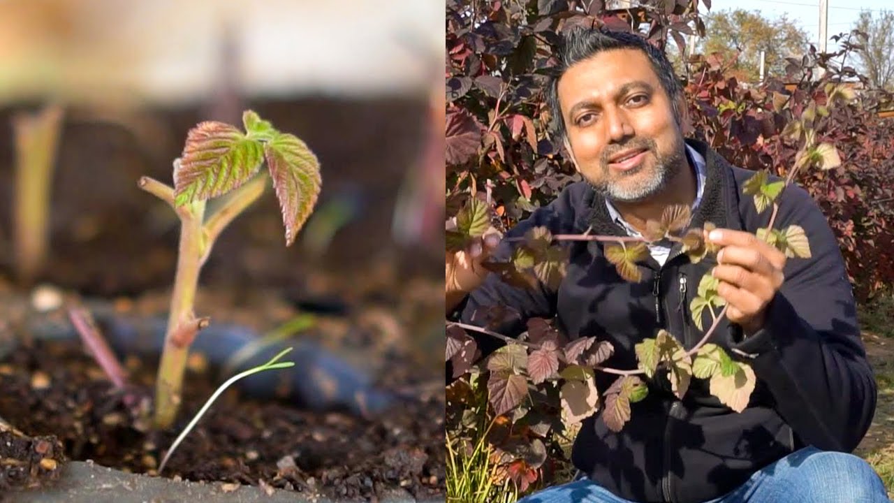 Делимся секретами выращивания растений из черенков зимой.