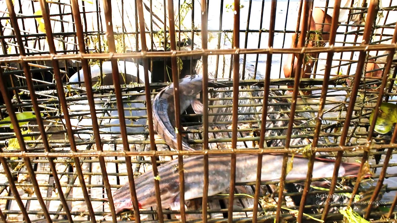 Traditional Village Khadum Fishing System।। Bamboo Box Cage Fish Trapping By Fishing Paradise