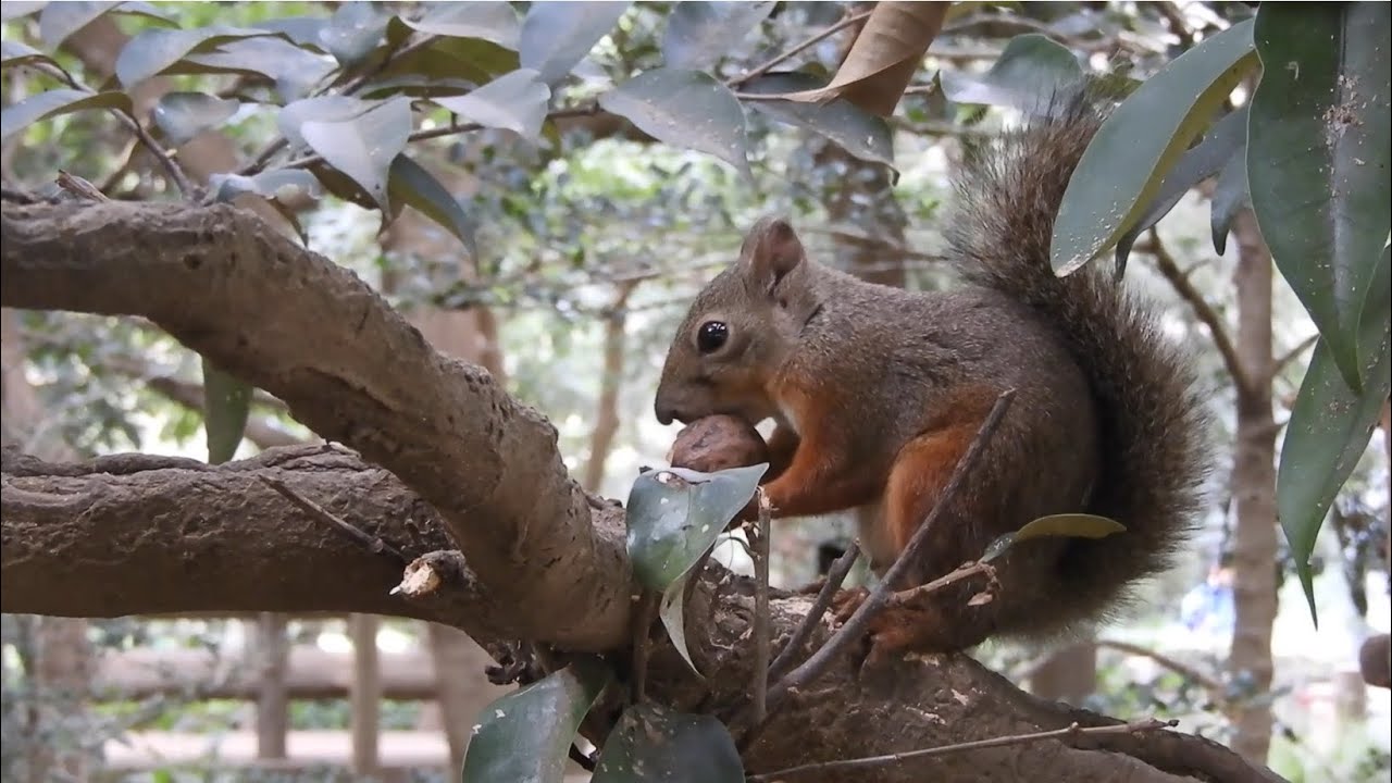『リスの小径』のニホンリスちゃん♪ヒーリングミュージック♪2025年9月②