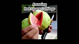 Amazing red guava cuttings  #gardening #grafting #graftingexamples #guava