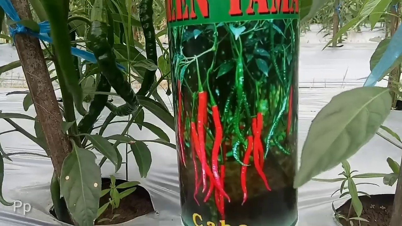 Rahasia Menanam Cabe Merah Simitis Berbuah Lebat Dan Terus Menerus