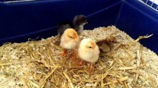 Die Kleine Küken-Piep-Show Im Garten