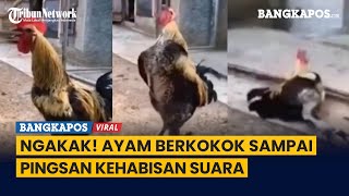 Ngakak! Ayam Berkokok Sampai Pingsan Kehabisan Suara
