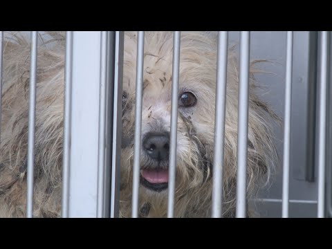 Rhode Island SPCA