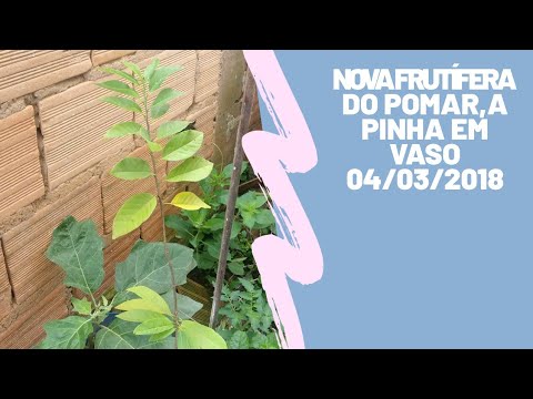 Nova frutífera do pomar,a pinha em vaso 04/03/2018 4K