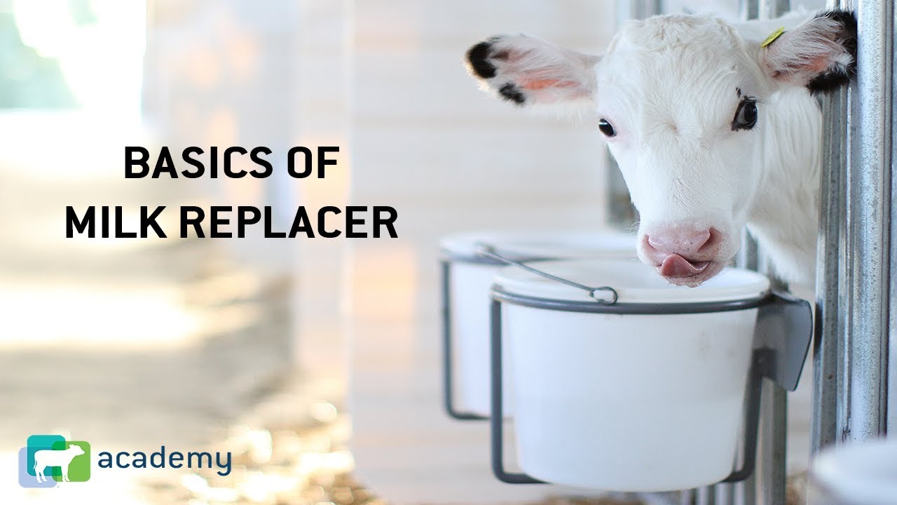 Calf Milk Replacer Recipe - Find Vegetarian Recipes