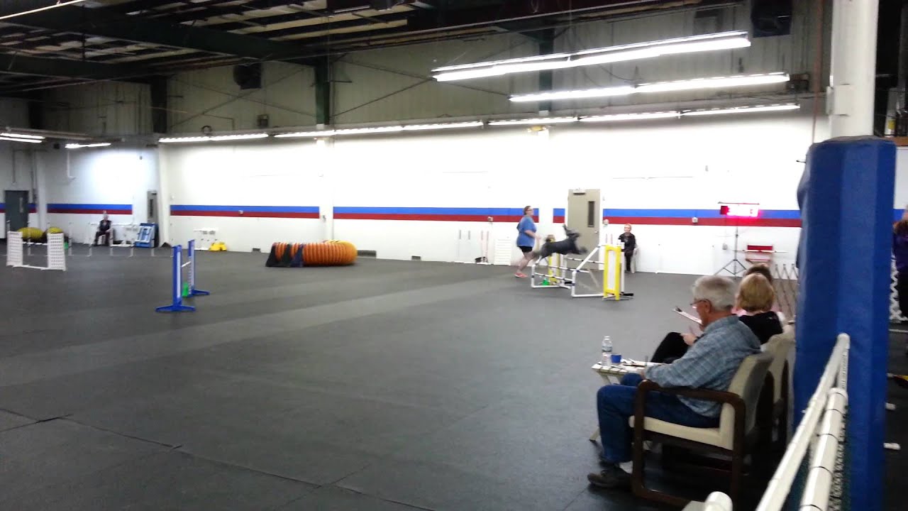 Part II QQ#20 for MACH - Mystic Standard Poodle - JWW Q