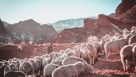 لقد كفر الذين قالوا - ما تيسر من سورة المائدة - تلاوة أحمد سبيع