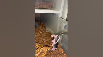 baby ultramel male, first time feeding new ball python