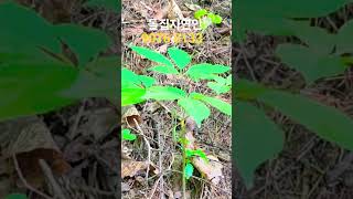 야생산삼 #돌집자연인