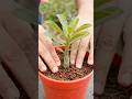 Ek Adenium Plant se Do kaise kare 🌱 | #shortsfeed #ytshorts #yt #youtubeshorts