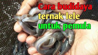 Budidaya lele untuk pemula  TIPS SEDERHANA! Cara ternak lele untuk pemula #Dirumahaja