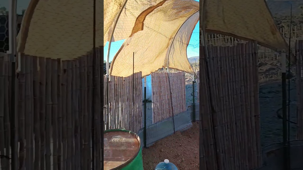 New chickens added to the 